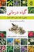 تصویر  گياه درماني (تركيبي از طب سنتي و طب مدرن)