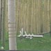 تصویر  سپيدار (در پرده هاي دشتي) / (سي دي)