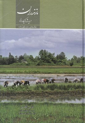 تصویر  مازندران ديار شاليكاران