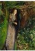 تصویر  پازل 1000 تكه ophelia (1501)