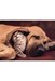 تصویر  پازل 500  cuddles (35020)